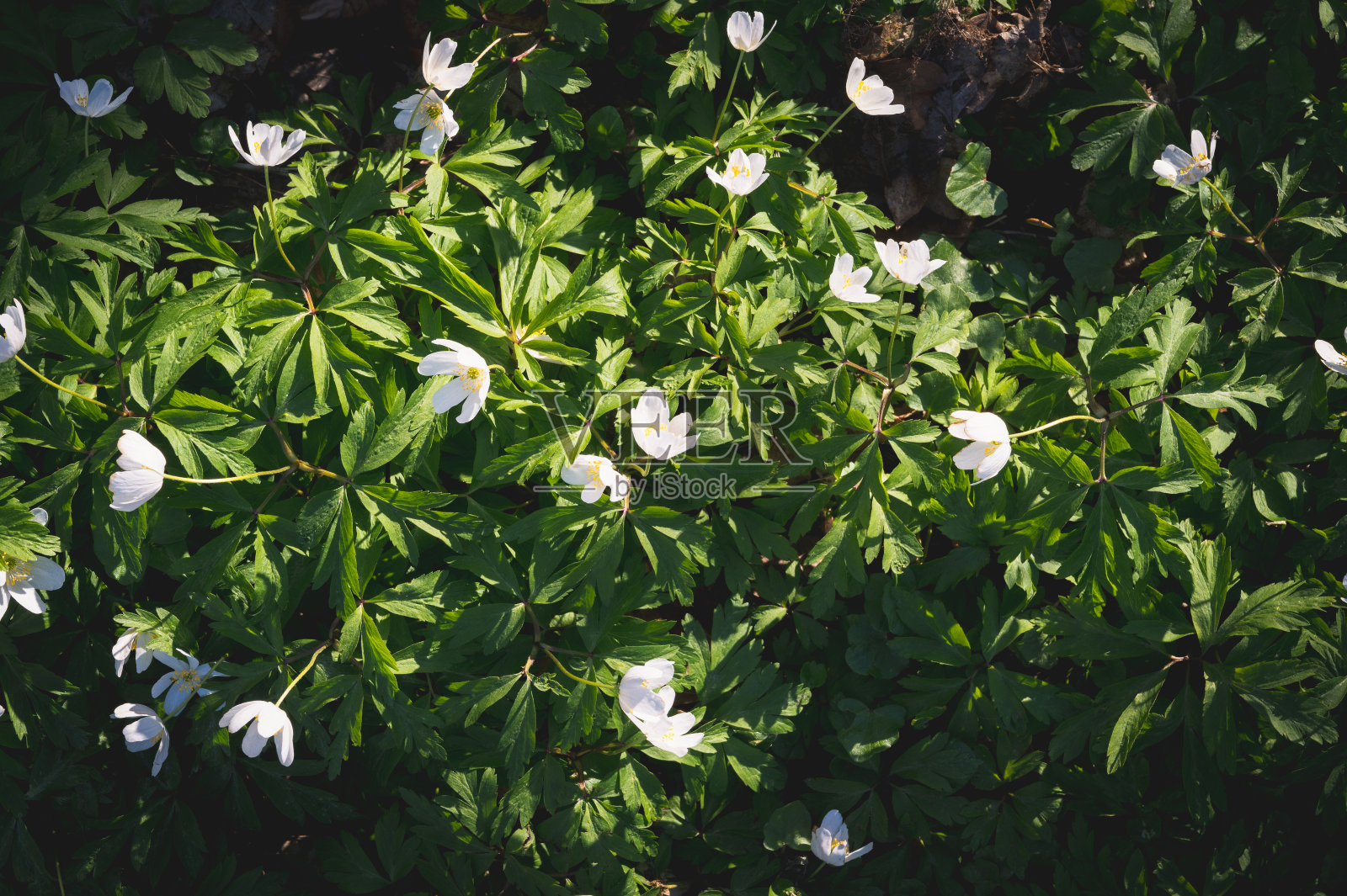 森林中的木海葵在Skåne,瑞典照片摄影图片