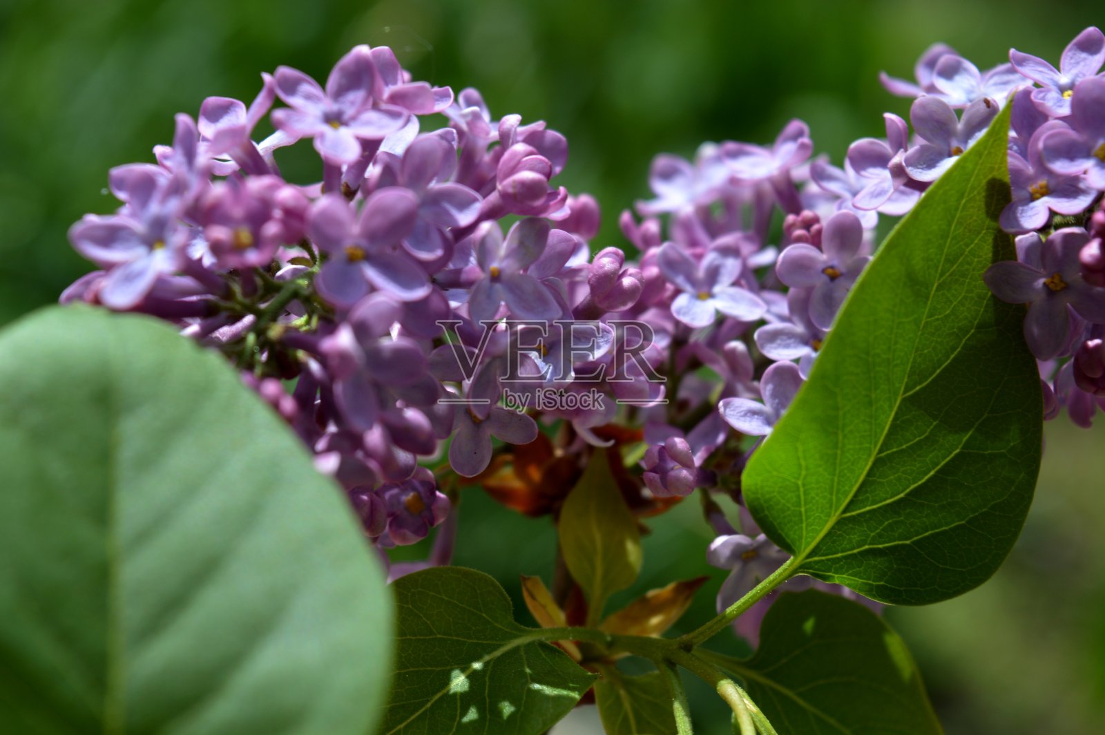 盛开的紫丁香在春天照片摄影图片