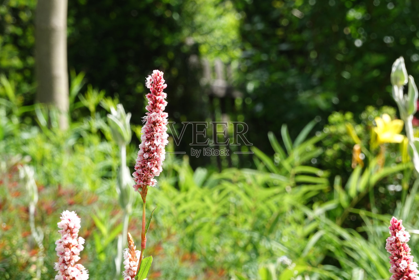 金色的花,照片摄影图片