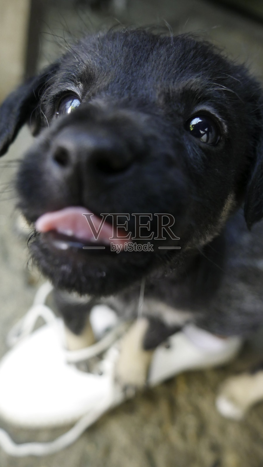 一张小黑狗伸出舌头的特写照片。小狗们给你一个吻。照片摄影图片