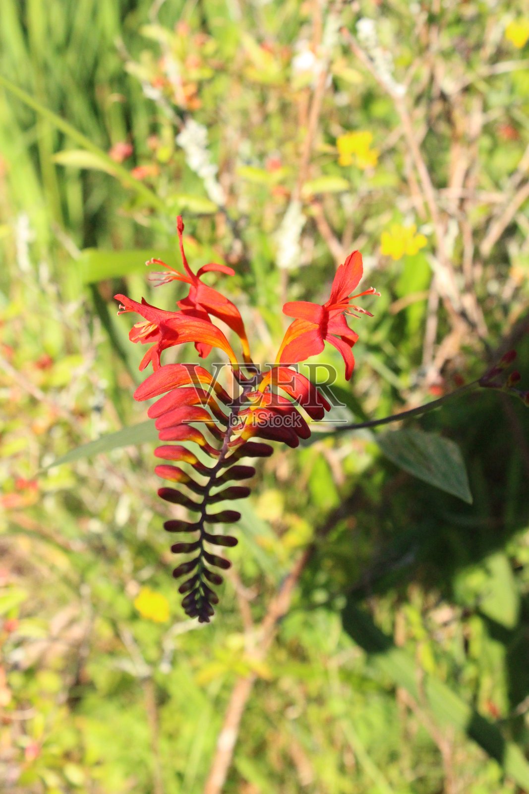 花照片摄影图片