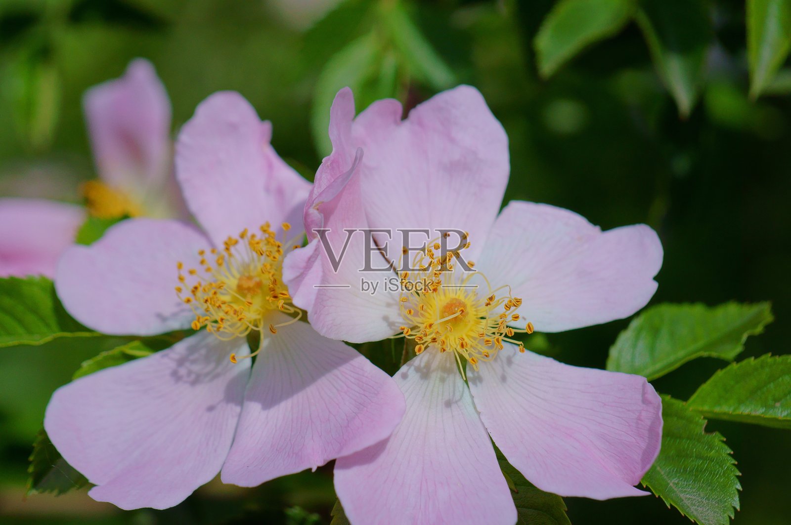 大自然中盛开的玫瑰果照片。美丽的野花和绿草。照片摄影图片