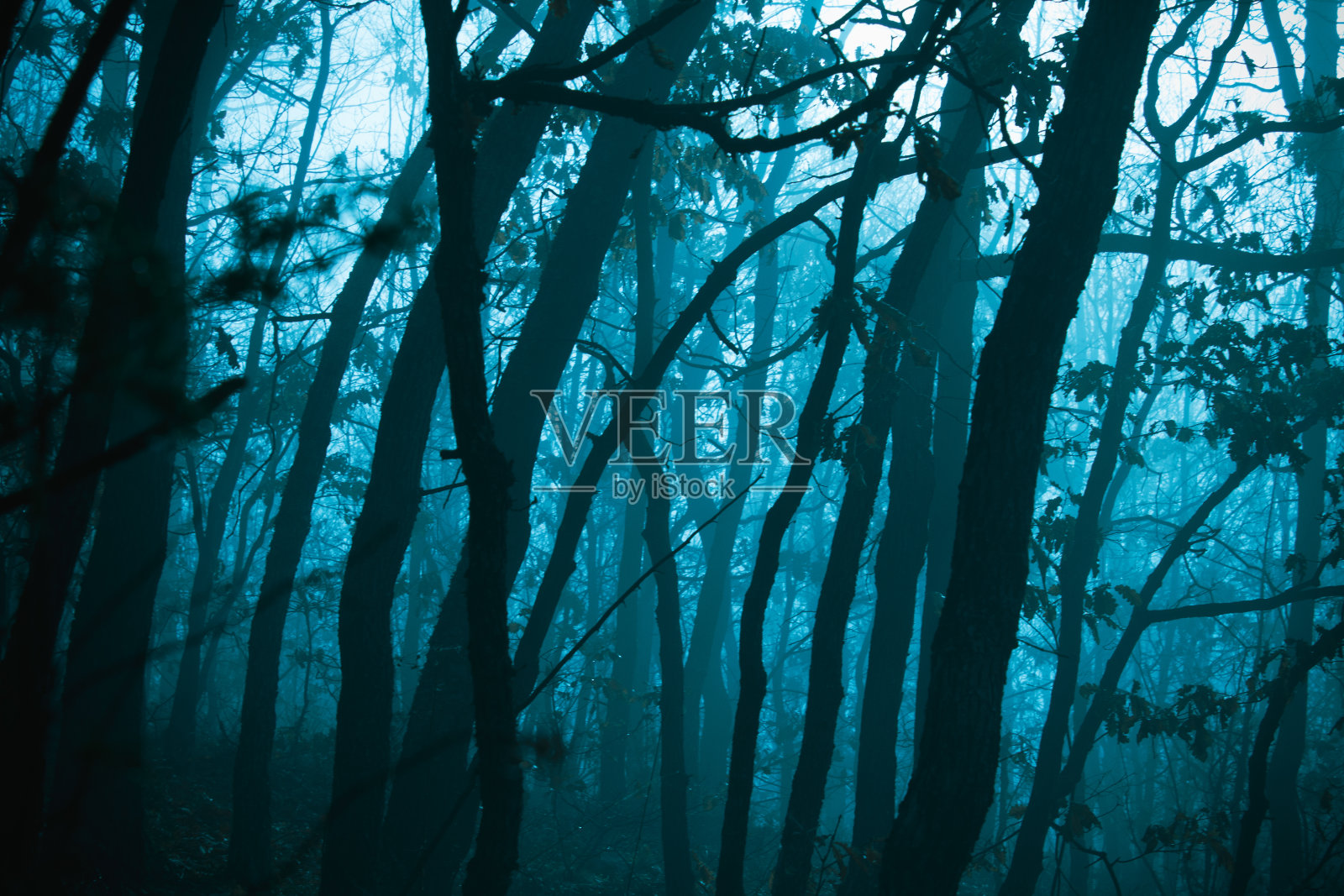 黑暗朦胧的森林概念形象照片摄影图片