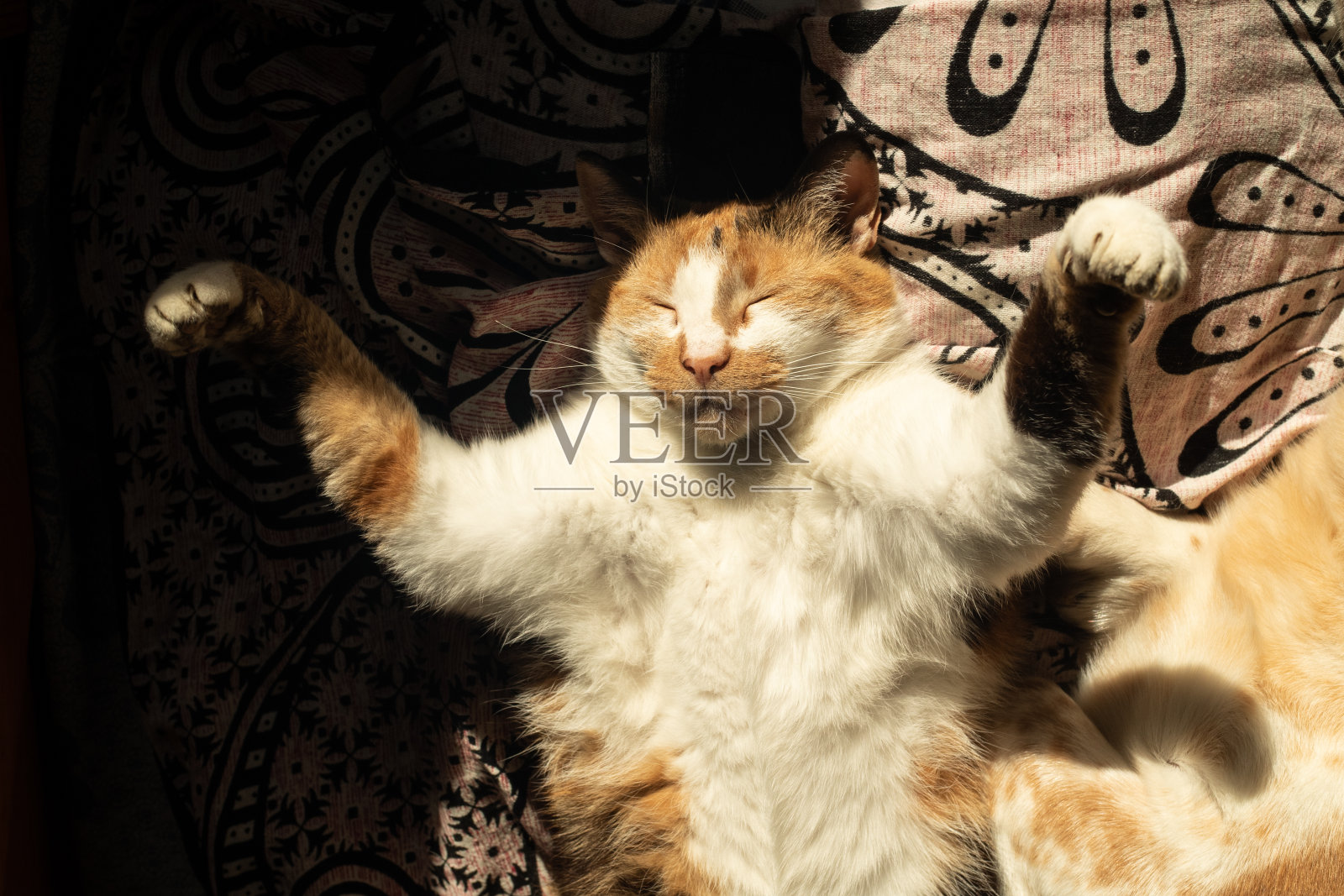 猫在床上伸懒腰照片摄影图片