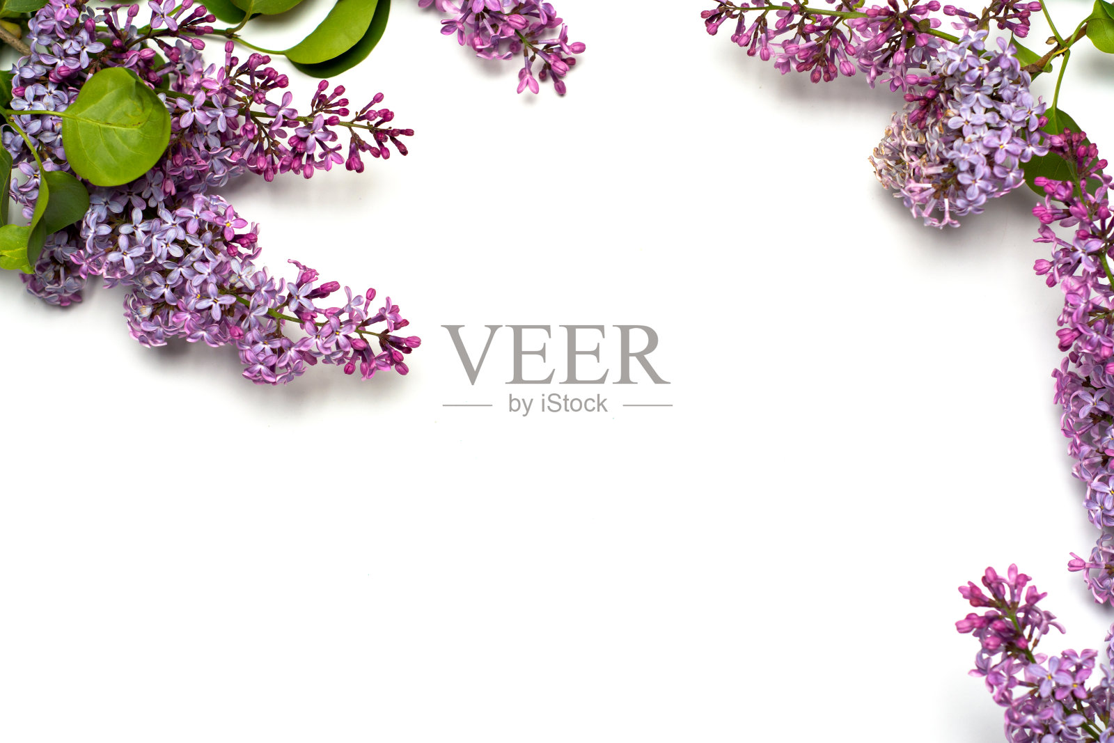 紫丁香花安排与复制空间照片摄影图片