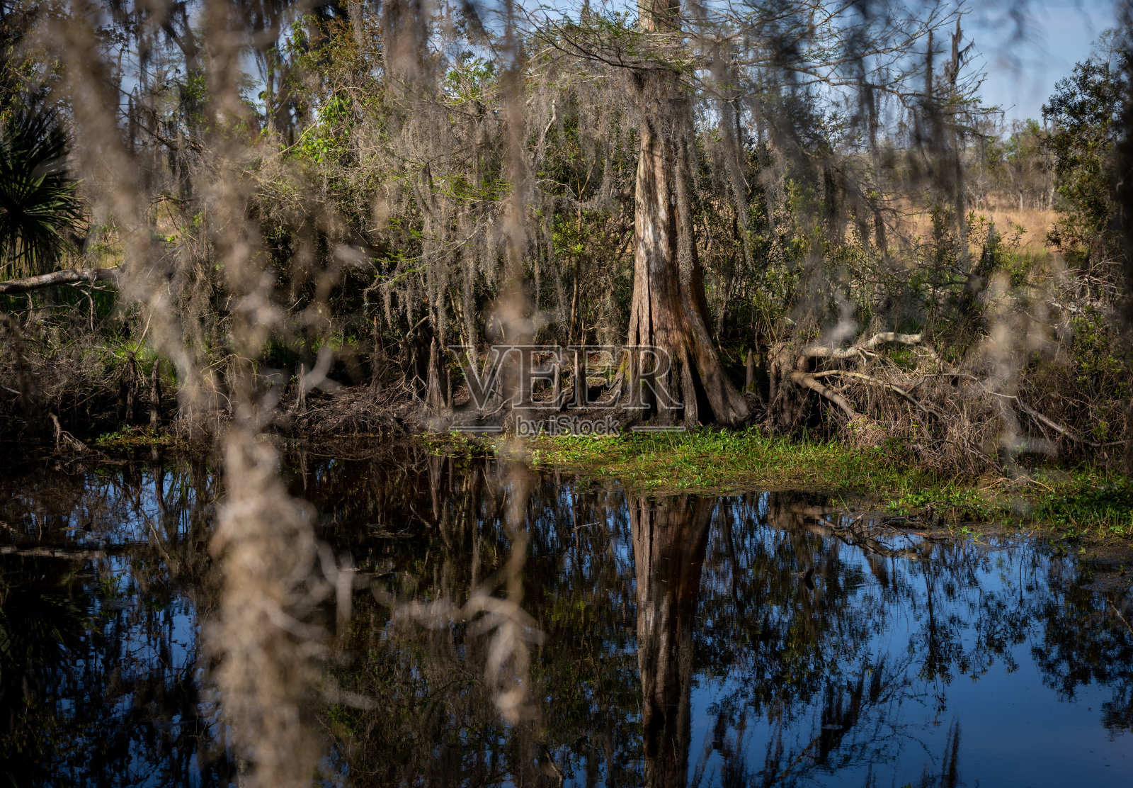 沼泽中的柏树倒影照片摄影图片