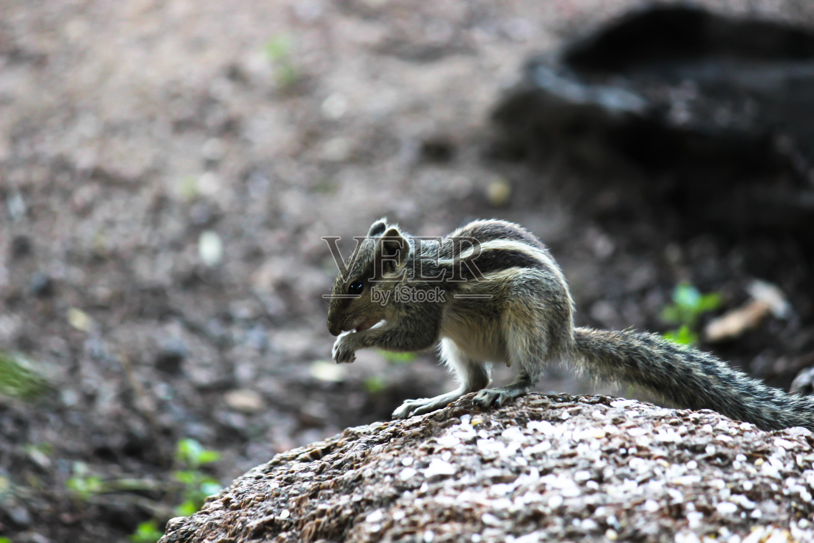 松鼠照片摄影图片