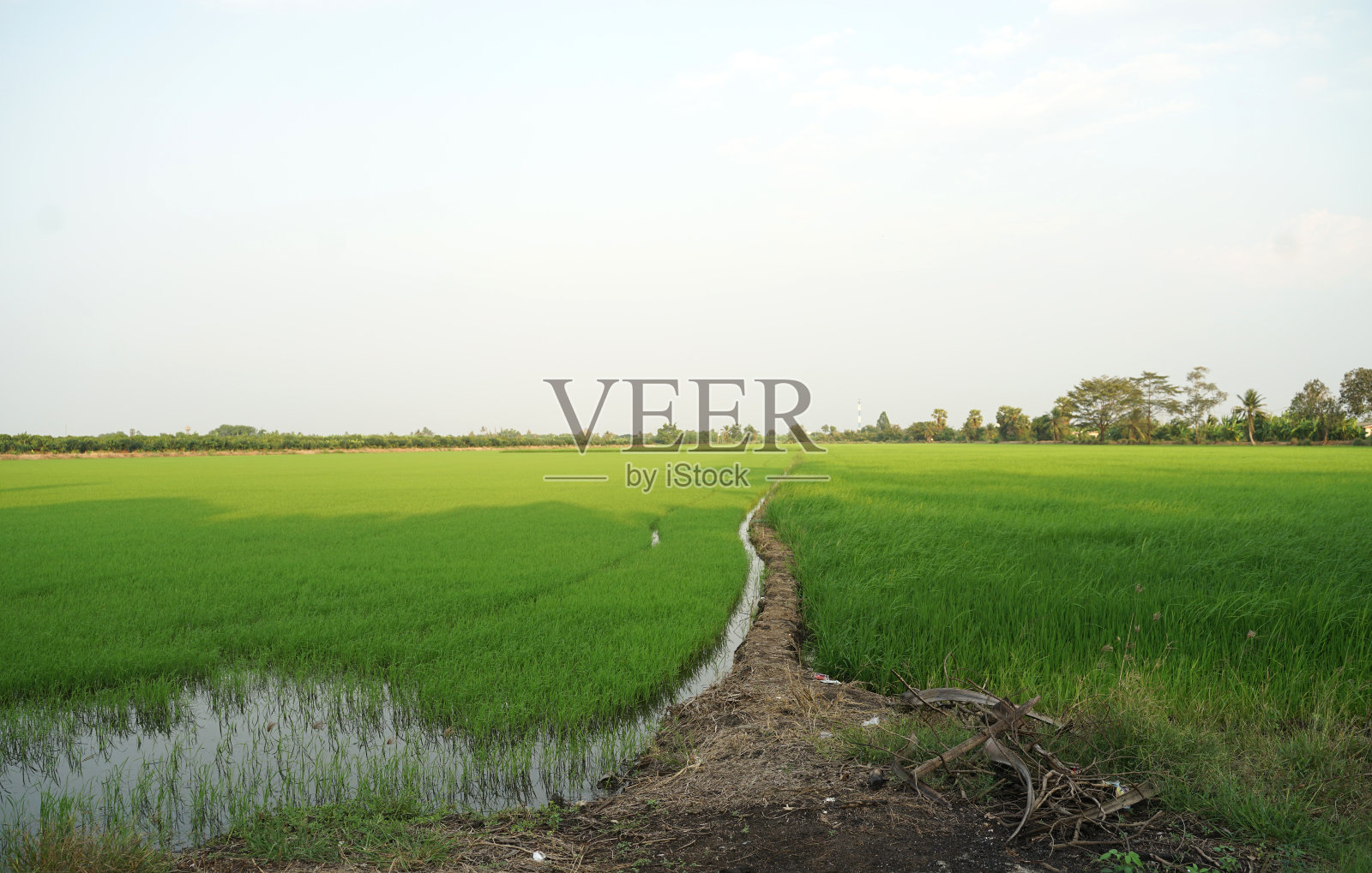 绿色稻田与天空背景在曼谷郊区照片摄影图片