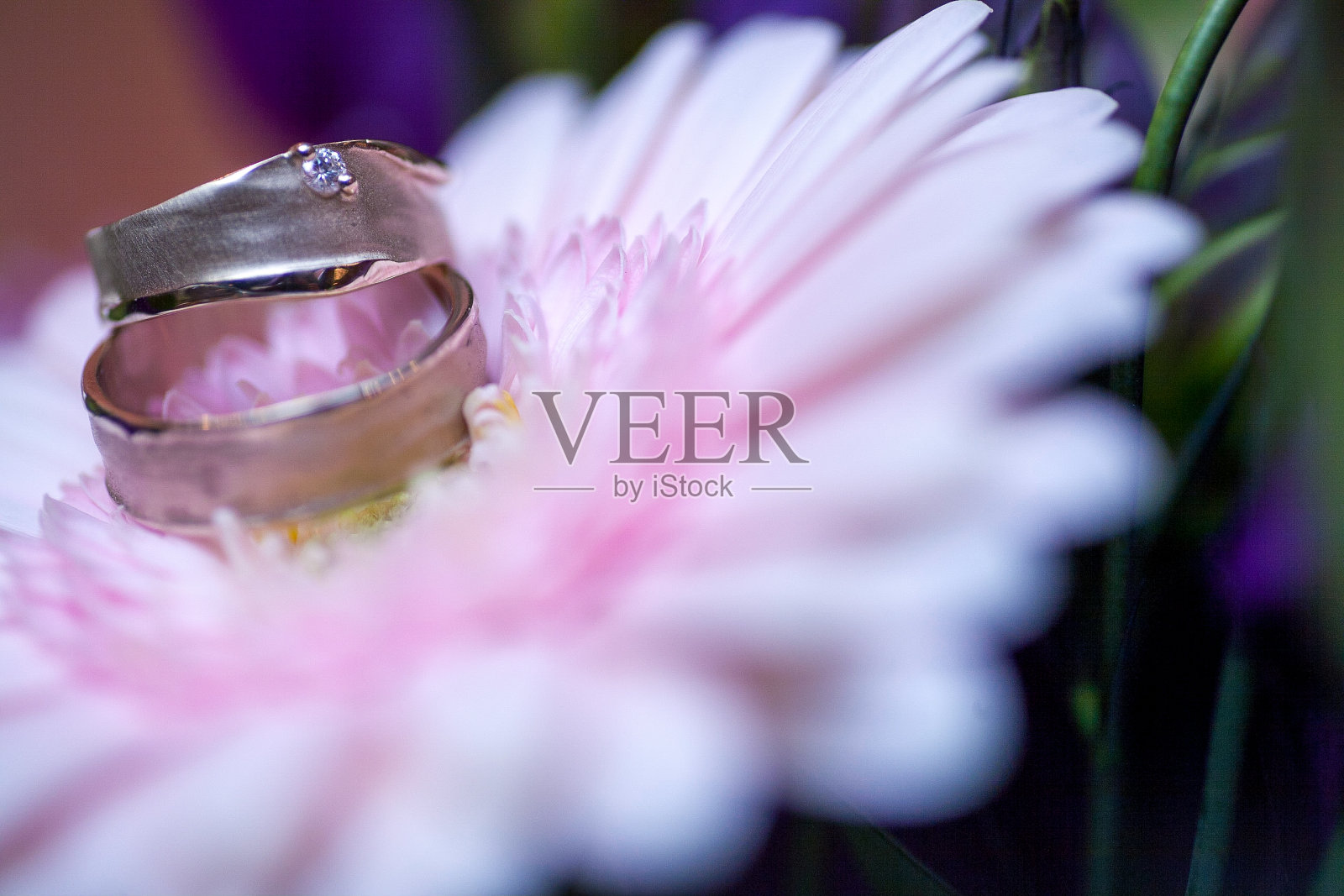 结婚戒指上的粉红色非洲菊背景照片摄影图片