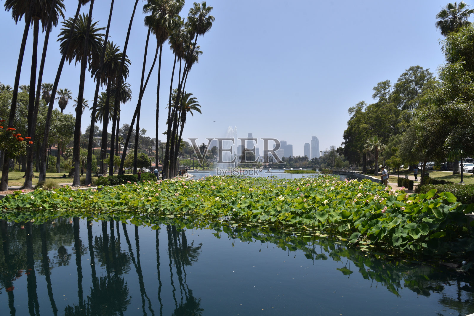 回声公园湖上的棕榈树倒映在水中照片摄影图片