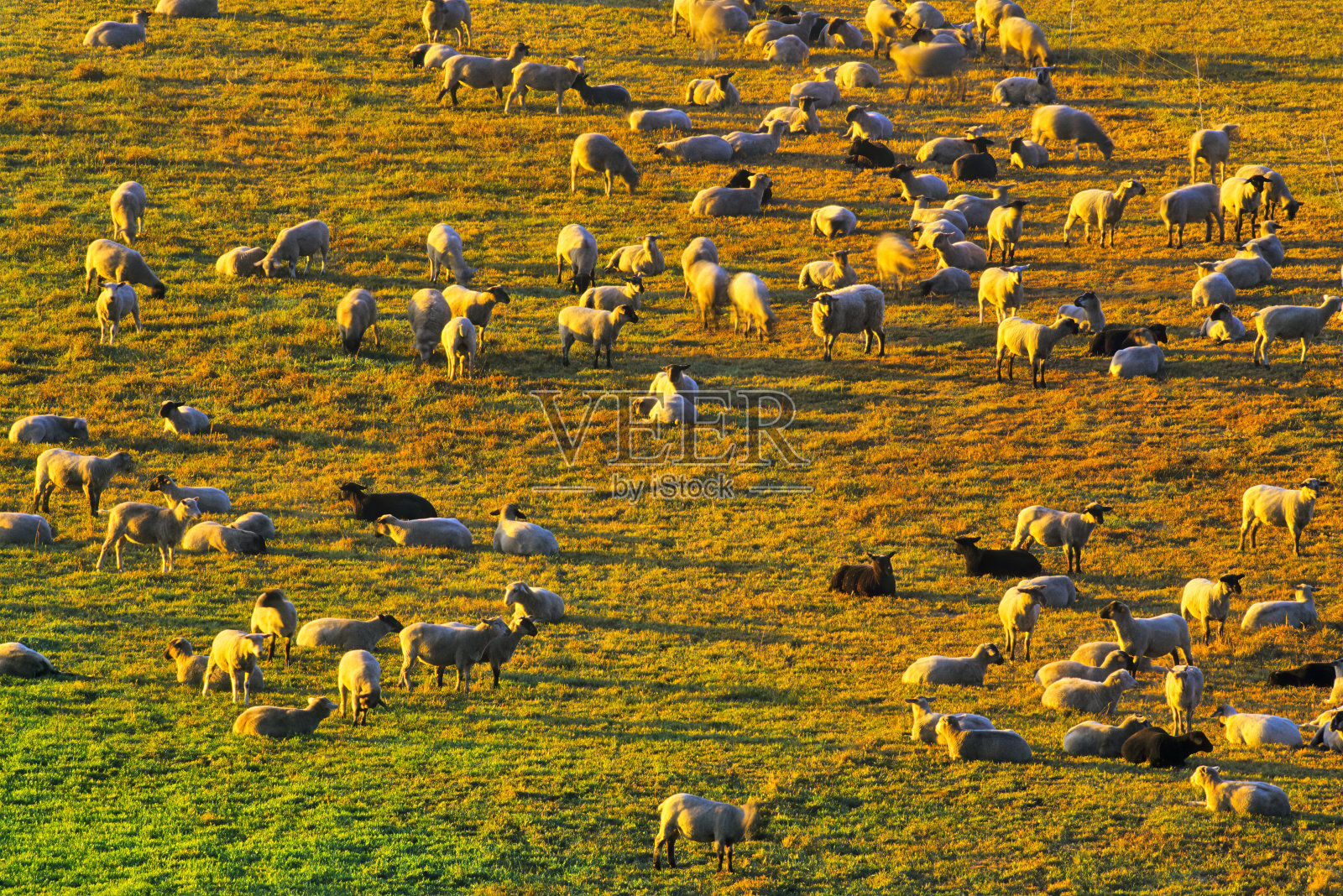 不列颠哥伦比亚省温哥华岛照片摄影图片