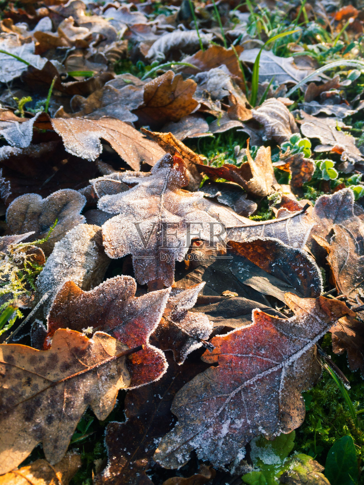 冷冻橡树叶照片摄影图片