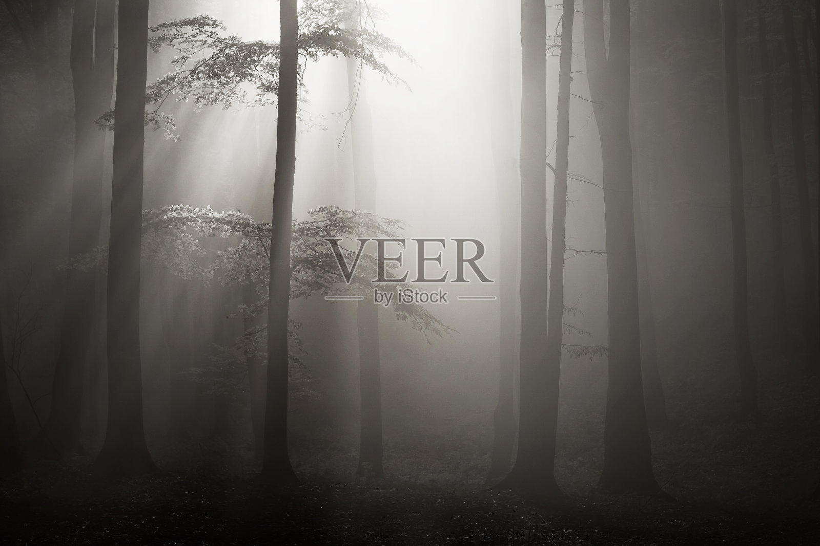 森林景观照片摄影图片