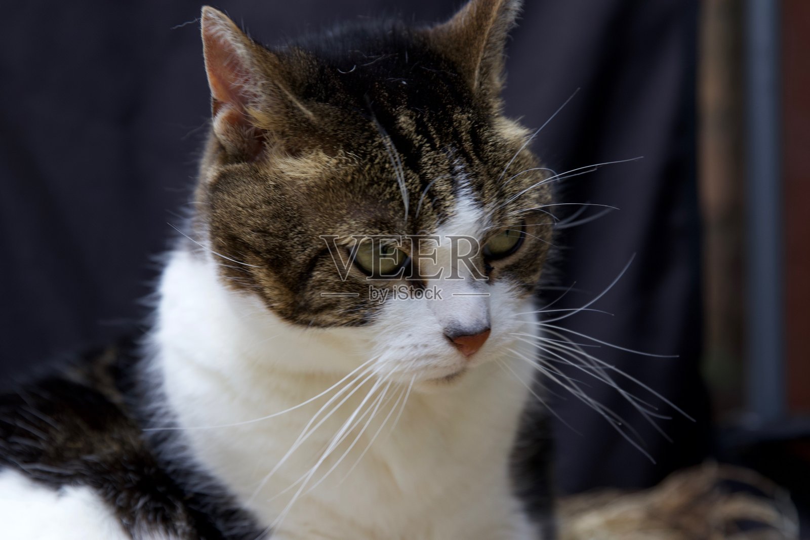 宠物猫。照片摄影图片