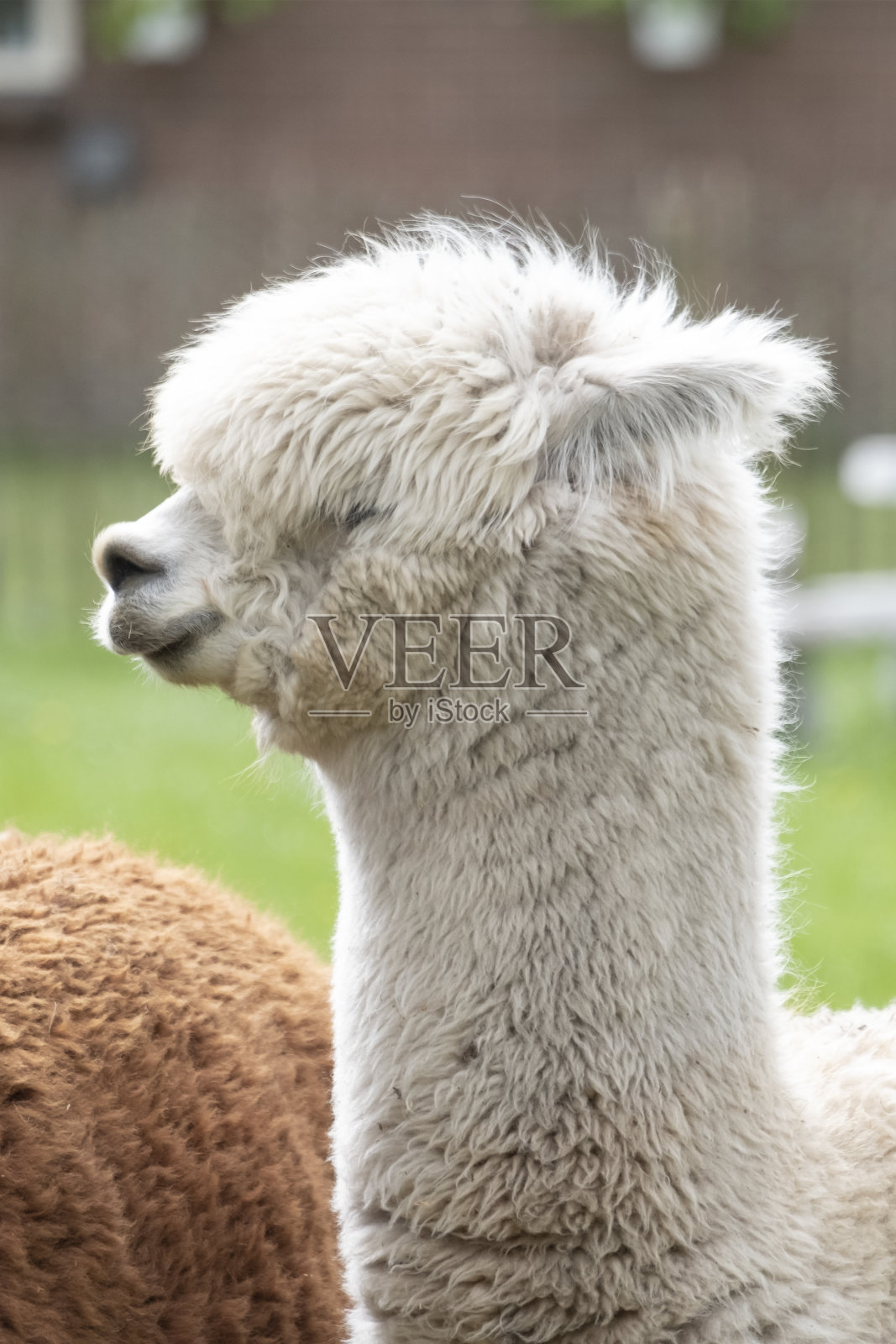 白色羊驼,一只白色羊驼在一只棕色羊驼的前面。选择集中在白色羊驼的头部照片摄影图片