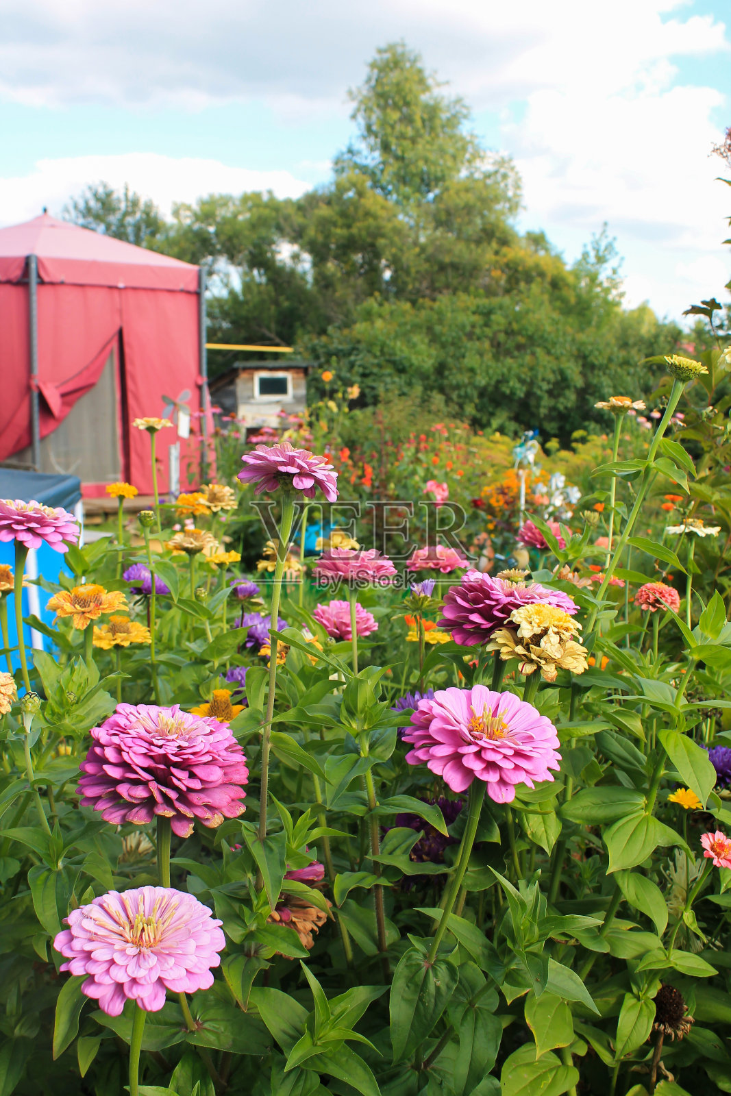 夏季的花园,百日花和放松的地方照片摄影图片