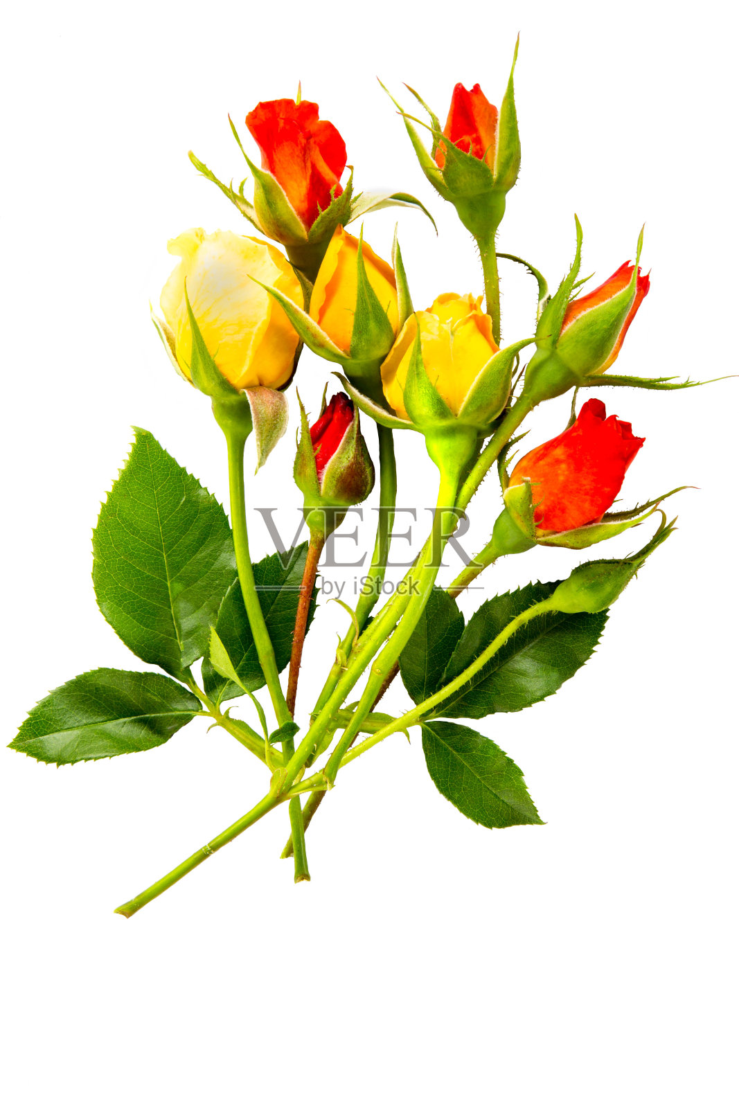 一束小玫瑰在一个透明的花瓶拿白色的背景。照片摄影图片