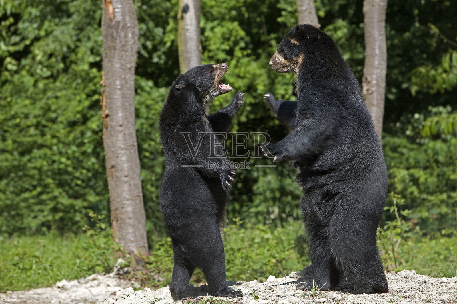 眼镜熊,双后腿站立,威胁性姿势照片摄影图片