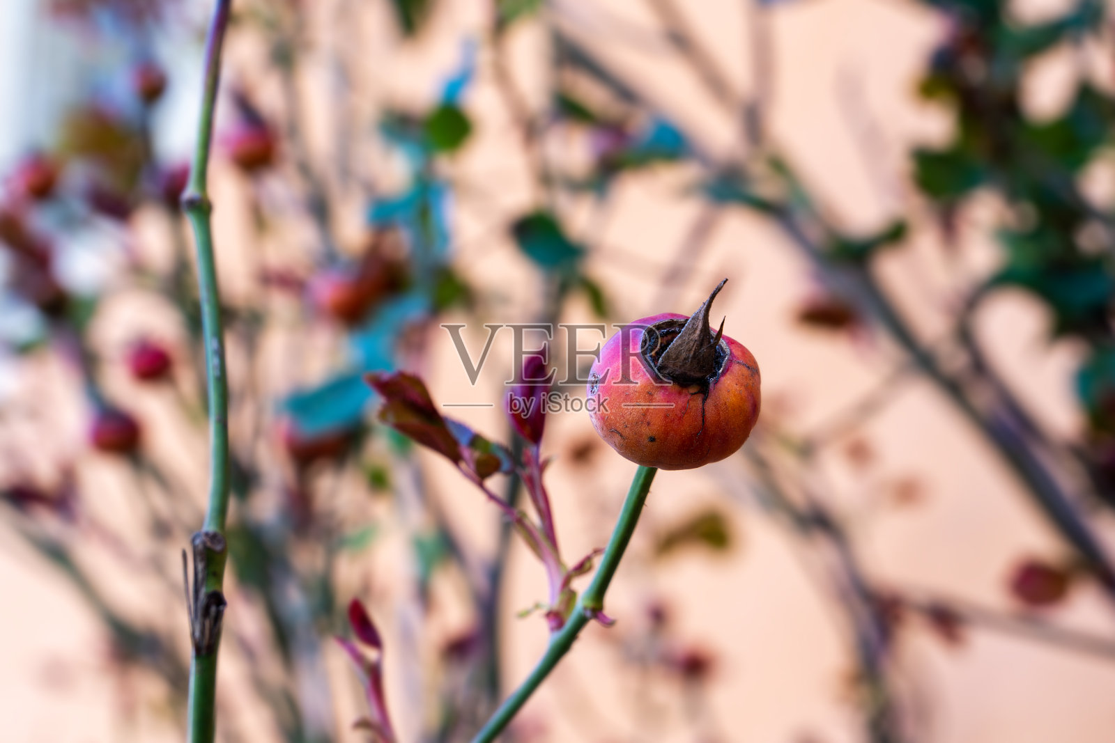 冬末玫瑰臀孤立在屋前照片摄影图片