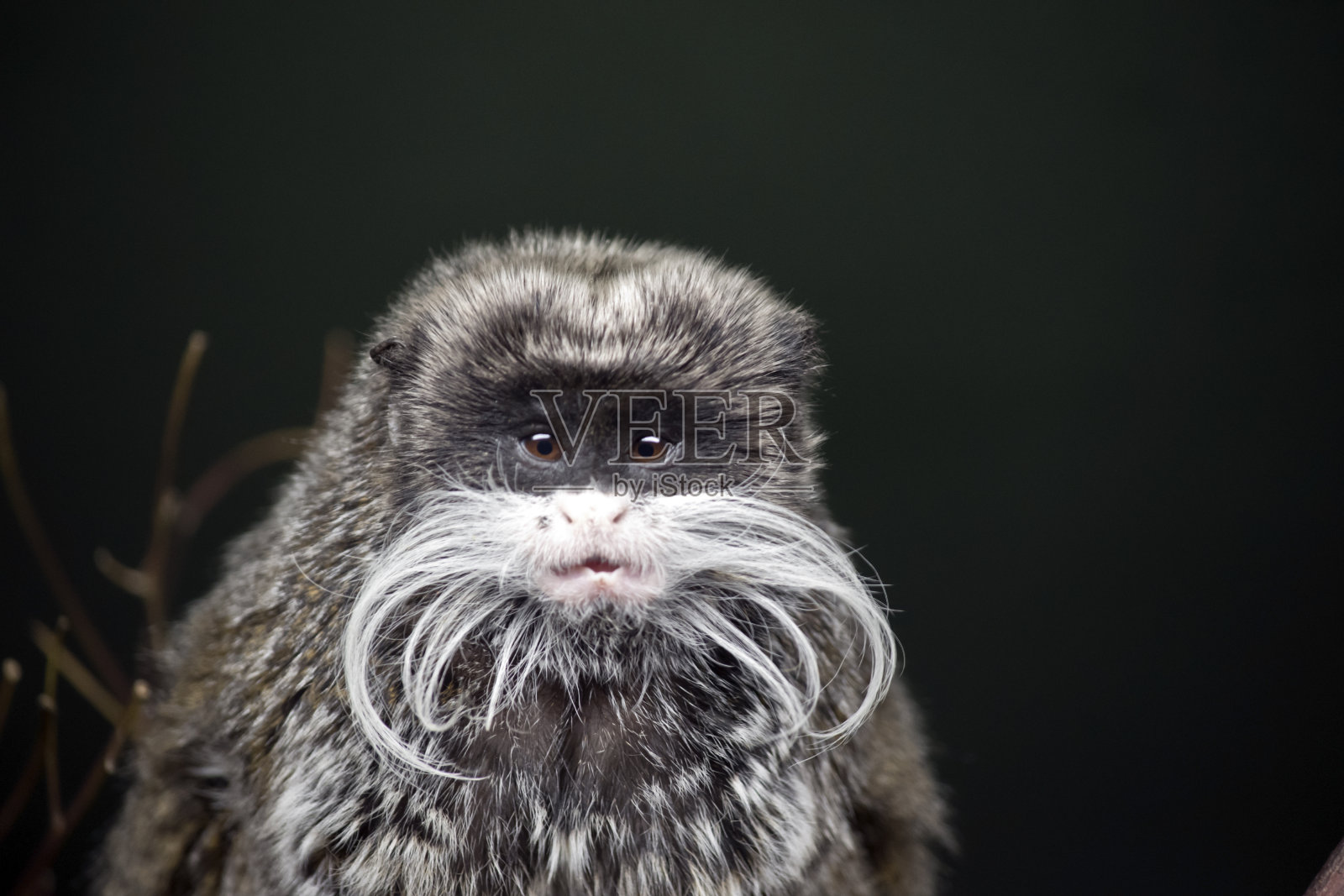 这是帝王狨的特写镜头照片摄影图片