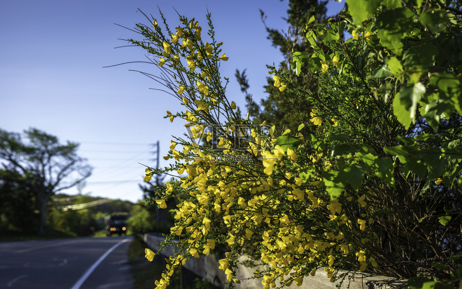 黄金色的苏格兰金雀花沿路开花照片摄影图片