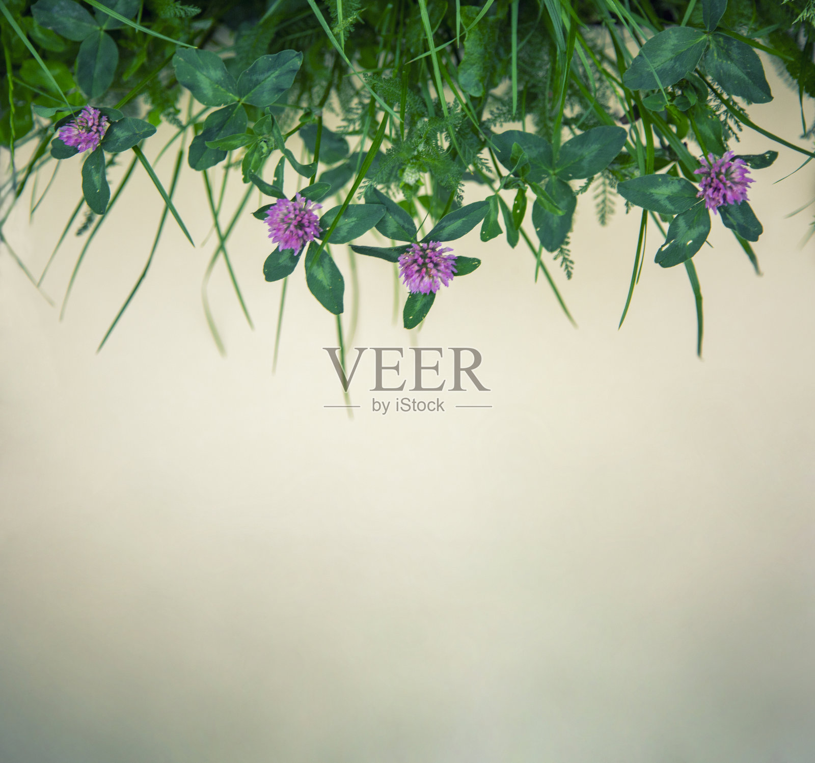 红三叶草背景照片摄影图片