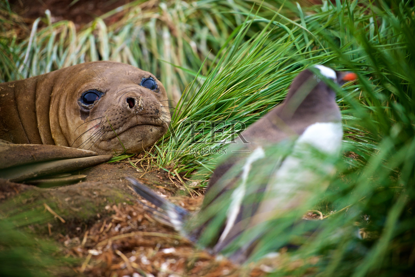 在南乔治亚岛的草丛中,海豹试图捕猎企鹅照片摄影图片