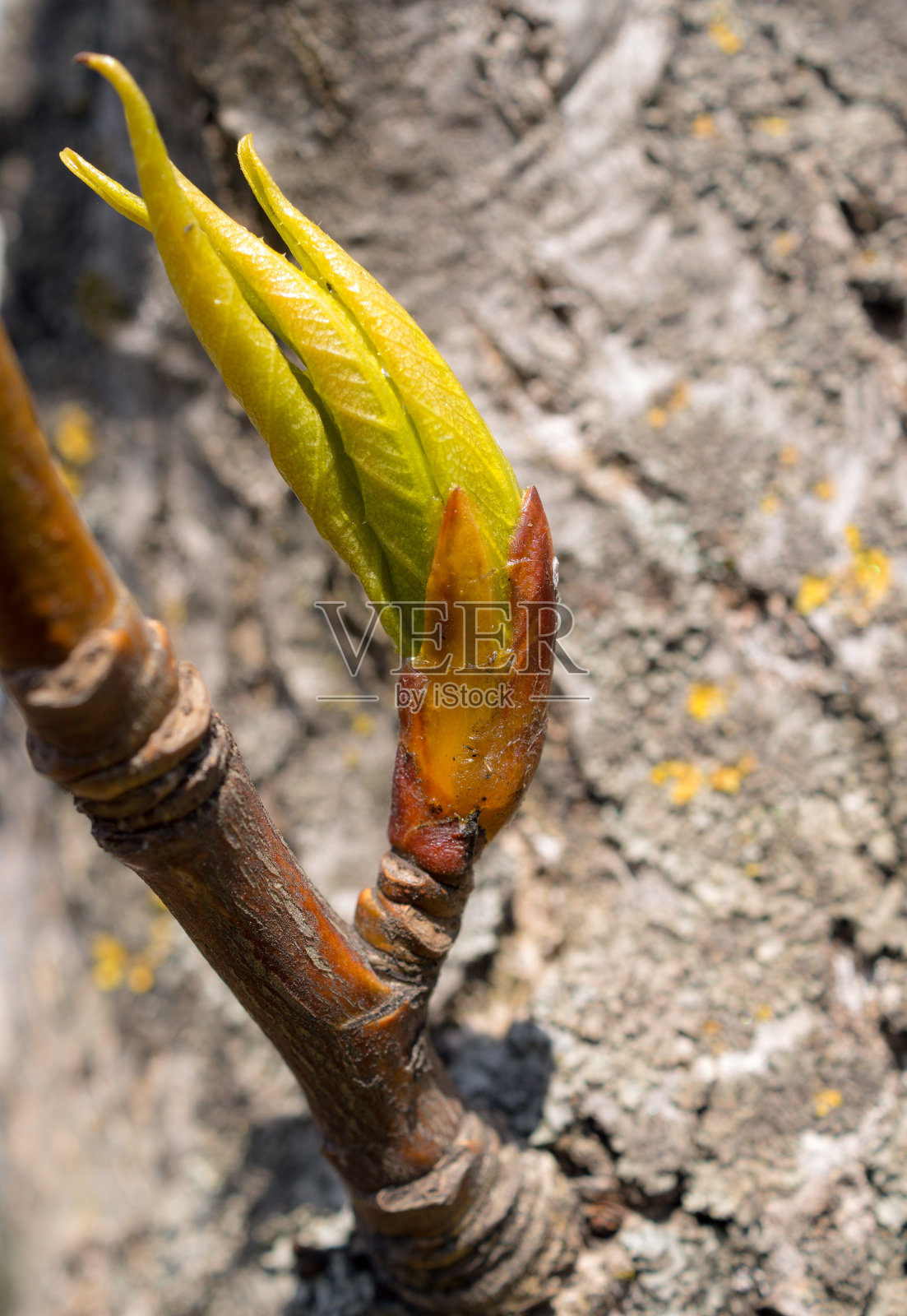 杨芽闭合照片摄影图片