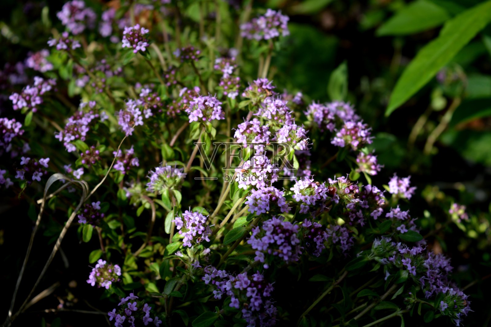 紫色的花在草地上照片摄影图片