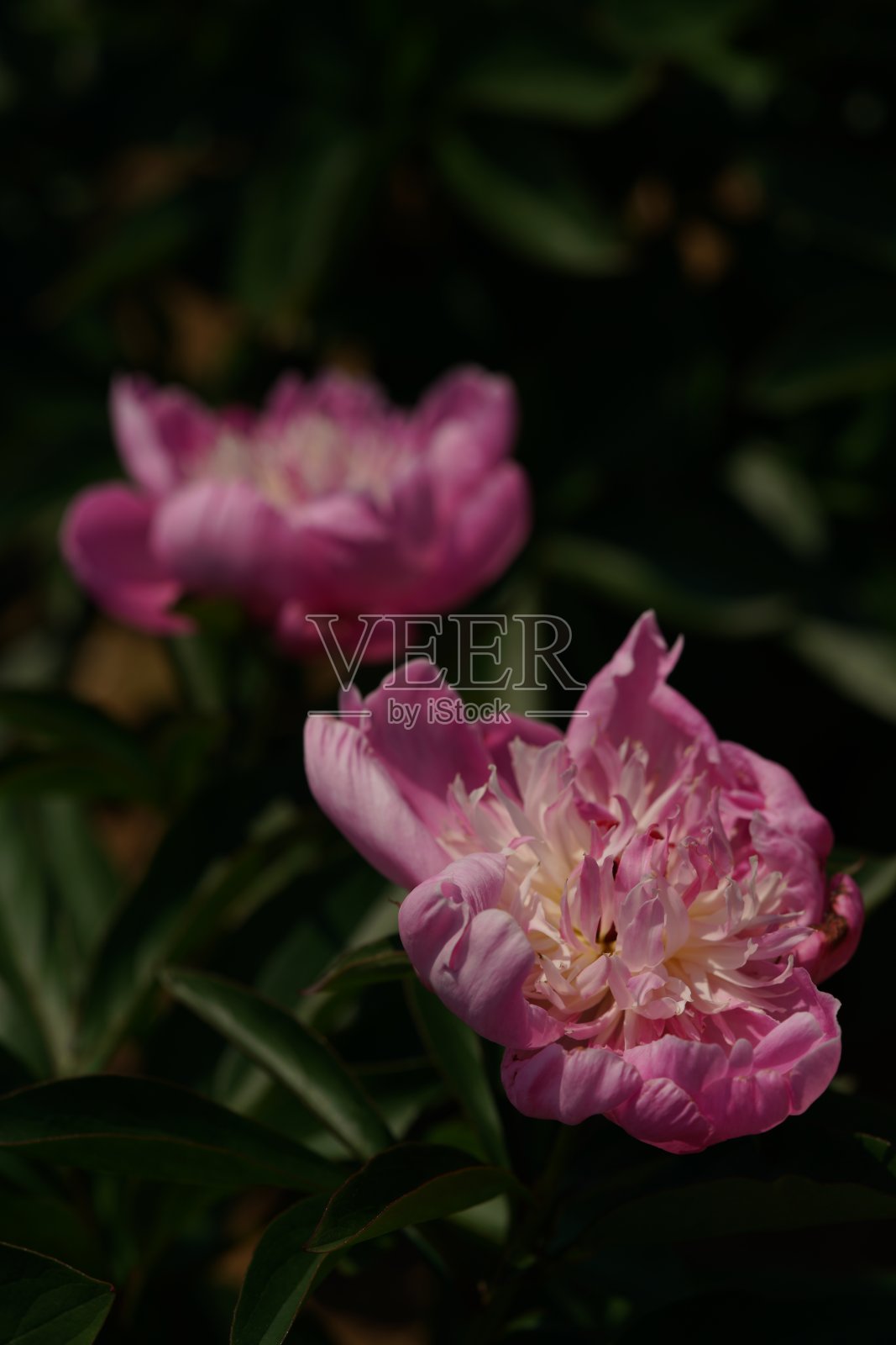 牡丹-浅粉色照片摄影图片