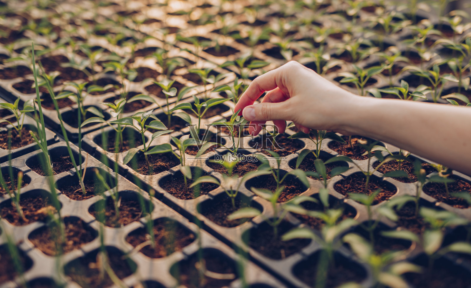作物妇女手在温室里种植种子照片摄影图片