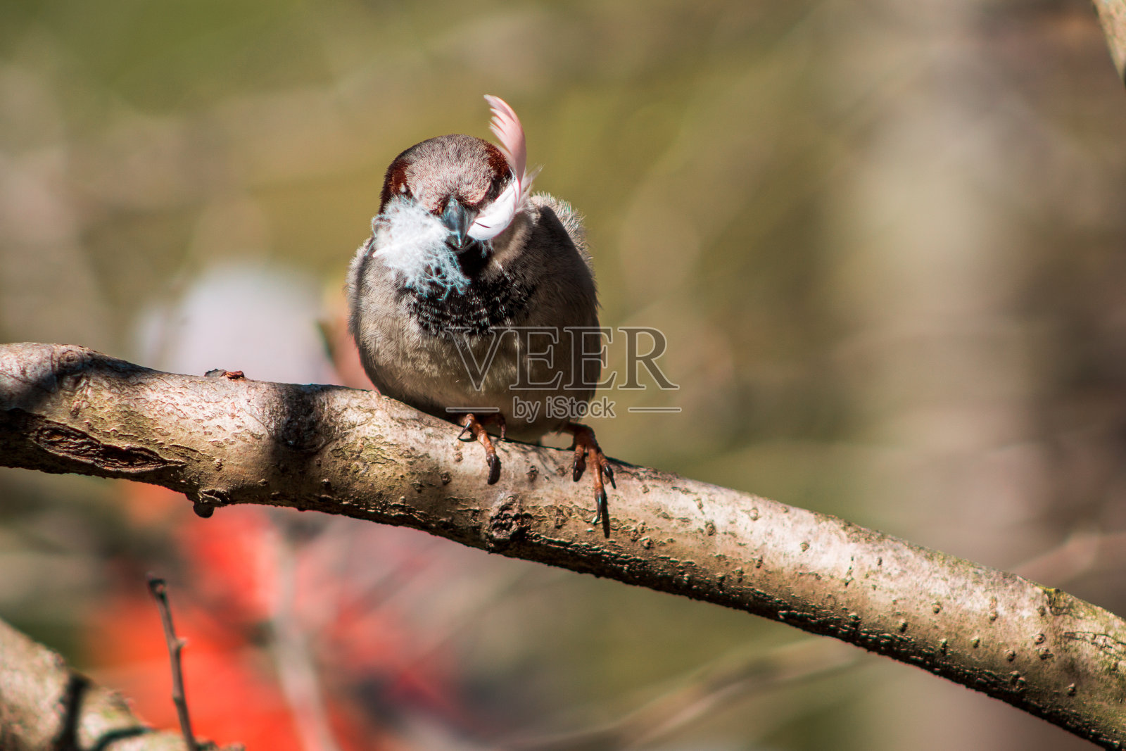 喙中有羽毛的棕色小鸟照片摄影图片
