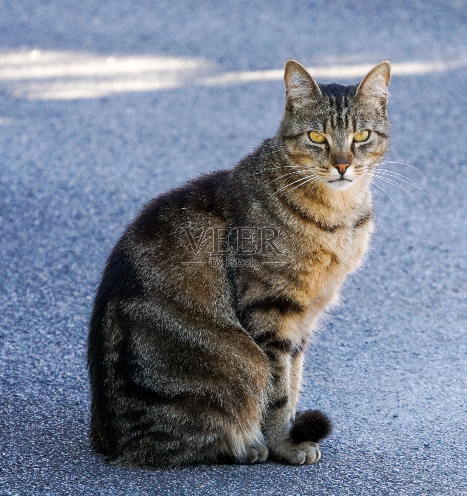 西纳戈特步行照片摄影图片