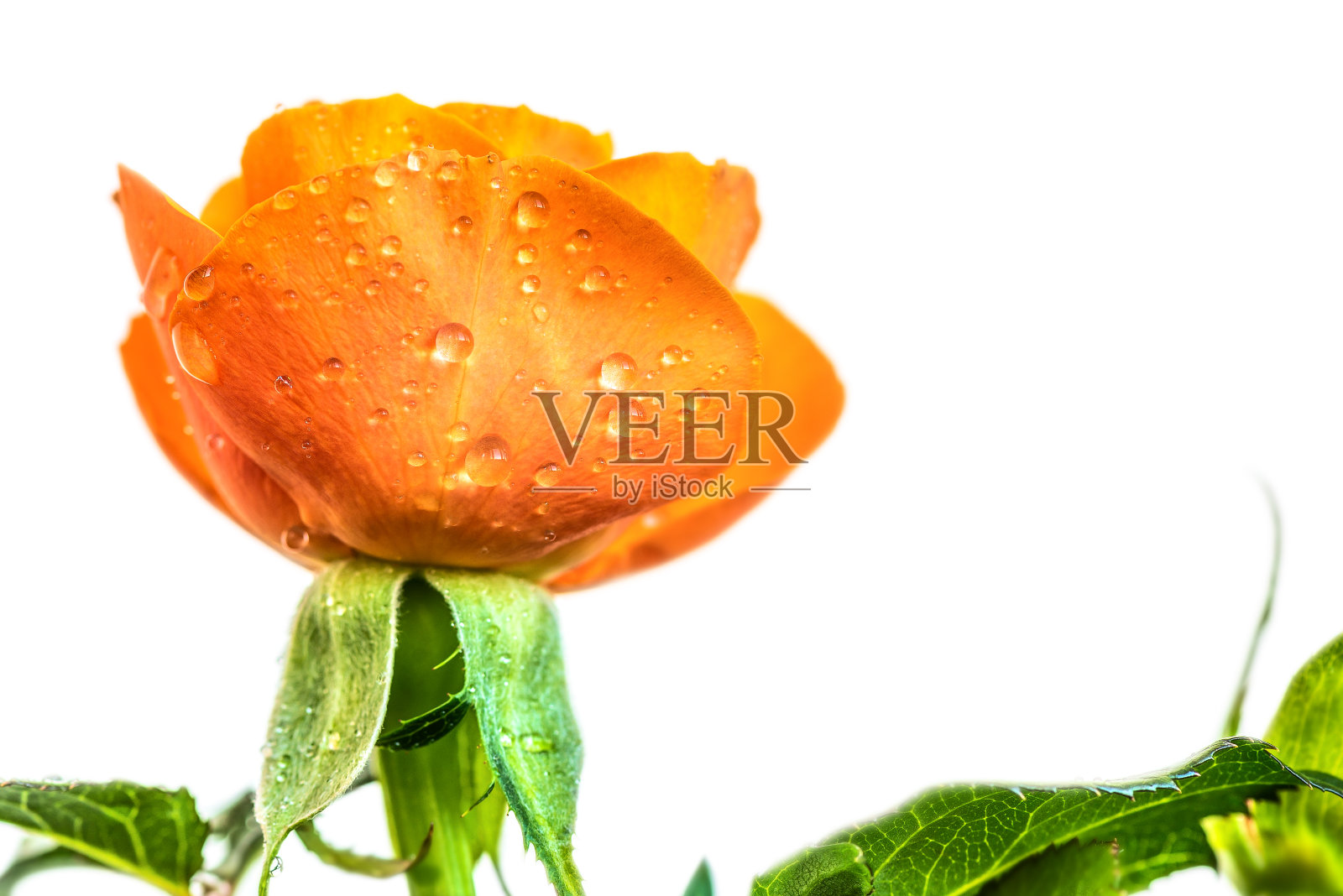 橙色玫瑰在白色的背景上,花上有几滴水照片摄影图片