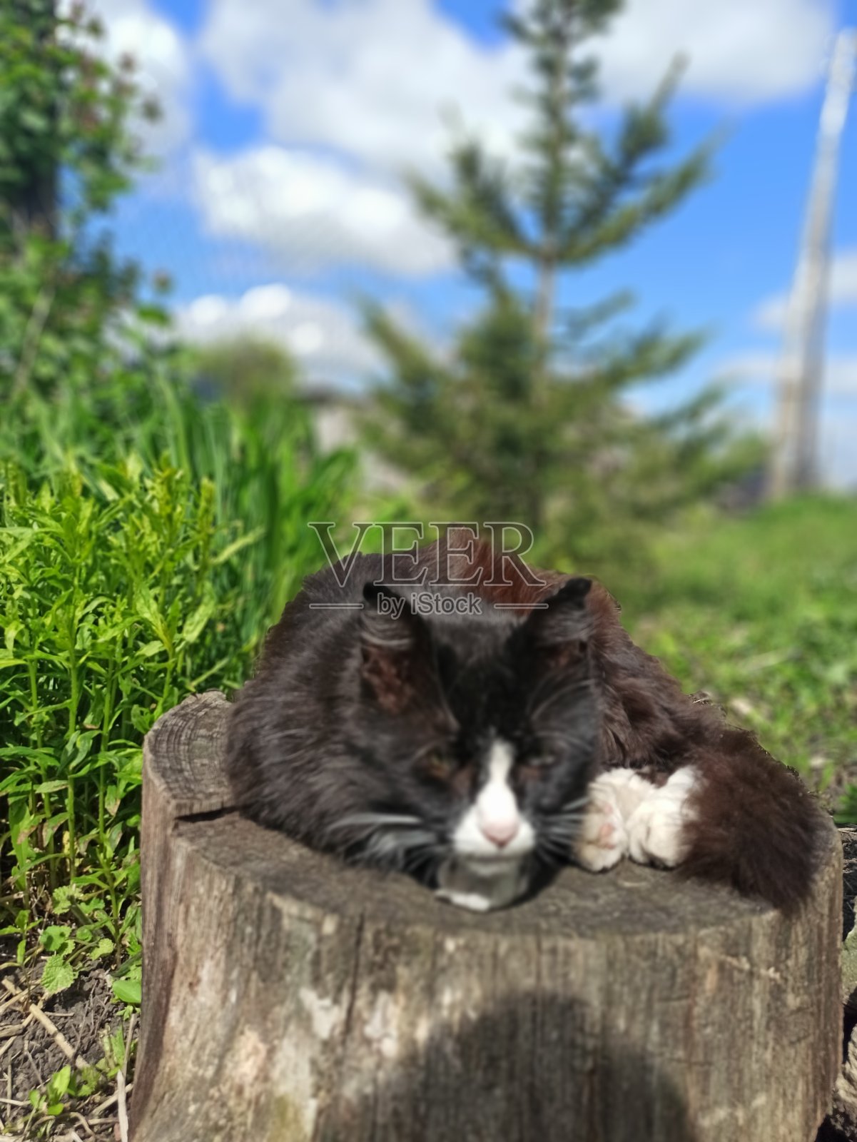 黑色的猫照片摄影图片