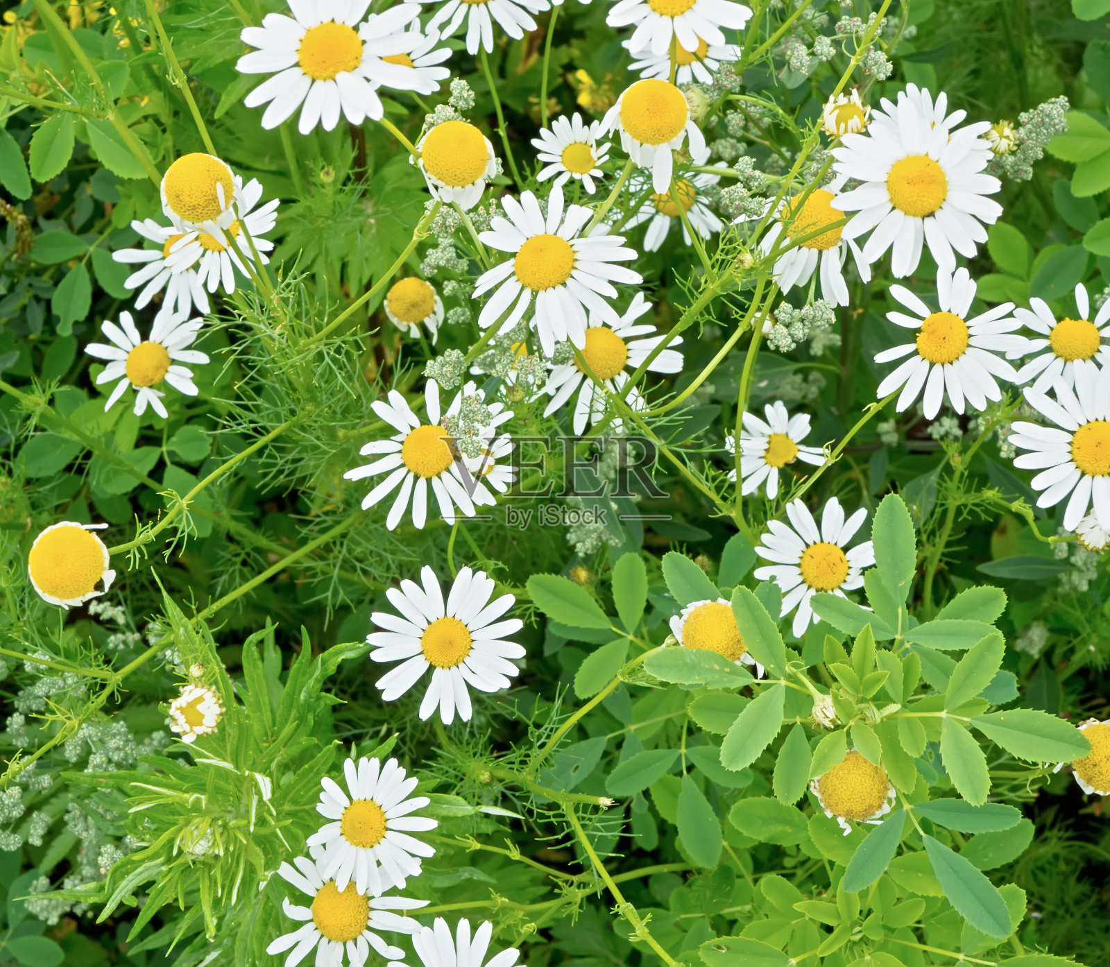 田野上白色雏菊的背景照片摄影图片