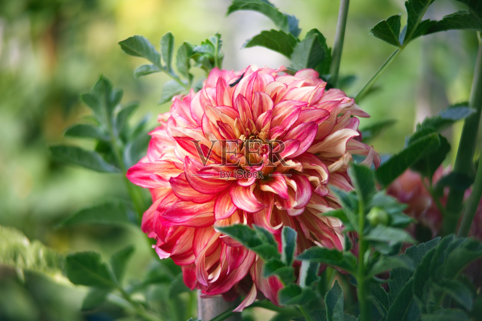 秋天的大丽花花园。自然摄影照片摄影图片