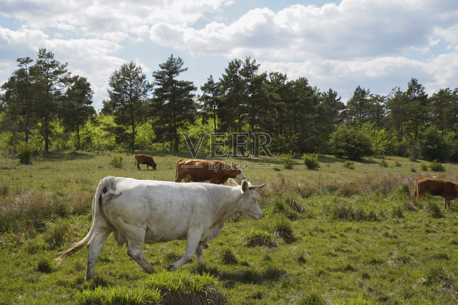 一头灰色的牛在草地上吃草。牛在户外。蓝天和白云。欧洲匈牙利照片摄影图片