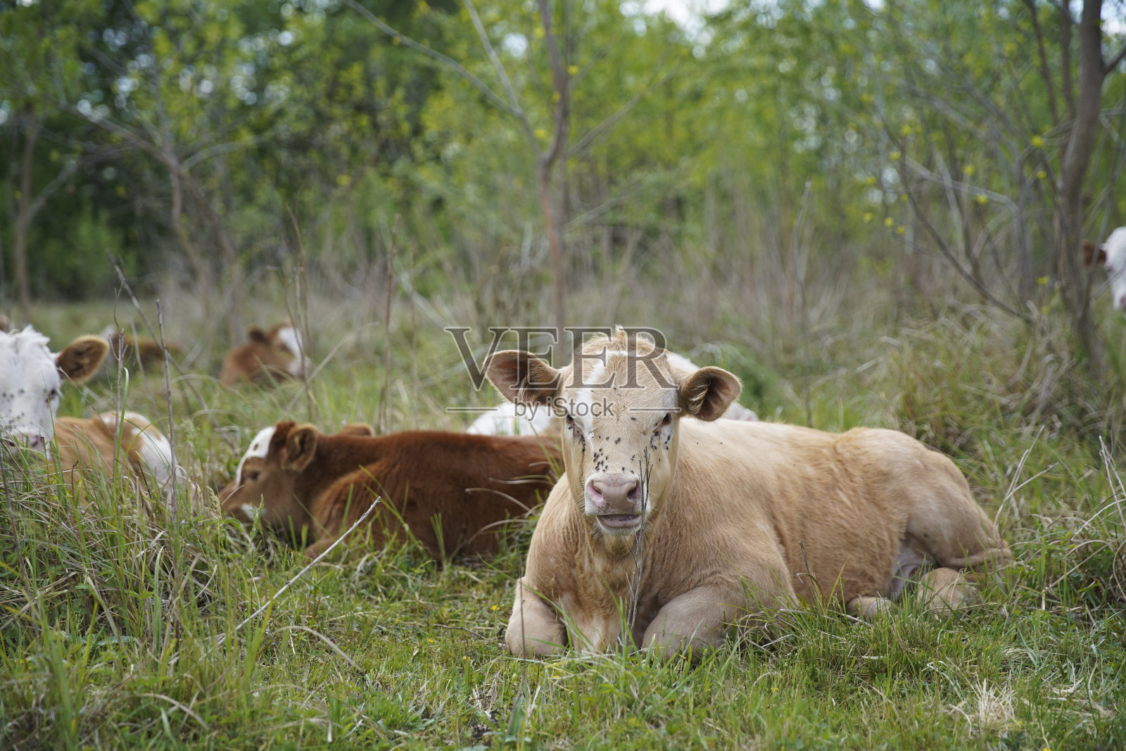 小牛在大草地上休息。他的头上有苍蝇。欧洲匈牙利照片摄影图片