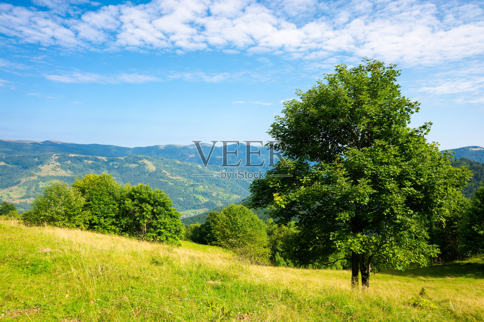 树在山上,山在绿色景观照片摄影图片