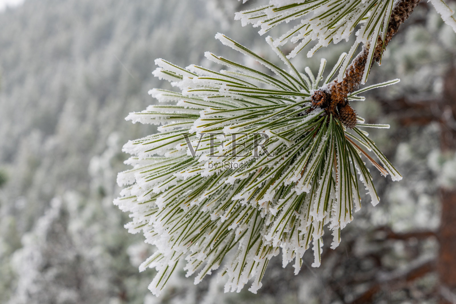 冰冻的松果照片摄影图片