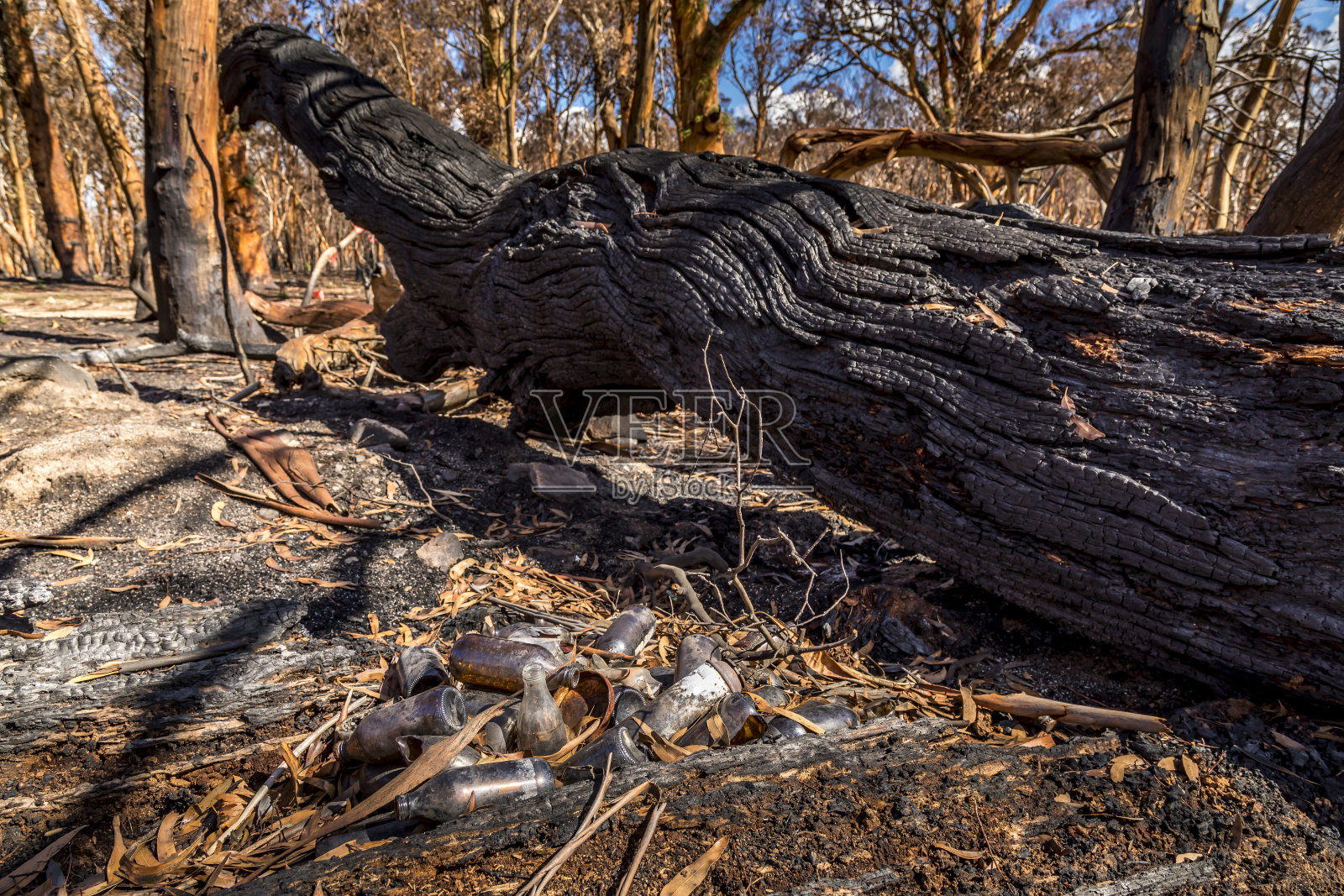 雪山中的一片森林,在澳大利亚的丛林大火中被烧毁。烧焦的树躺在地上。照片摄影图片