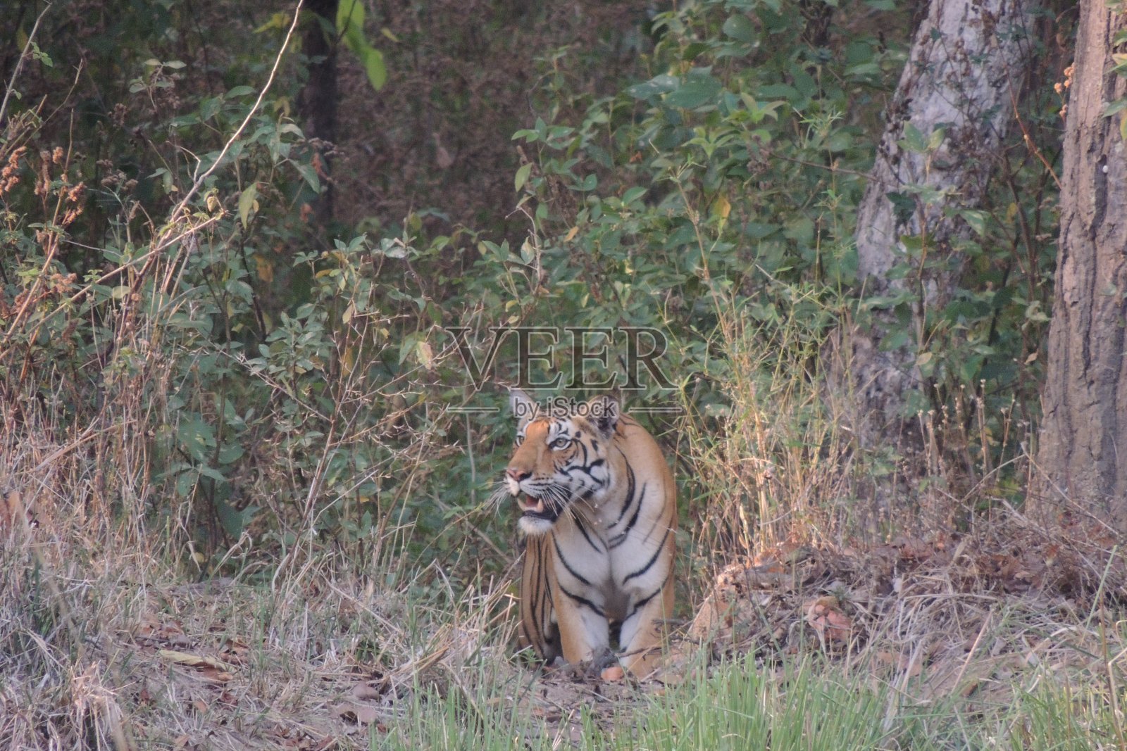 老虎在徘徊照片摄影图片