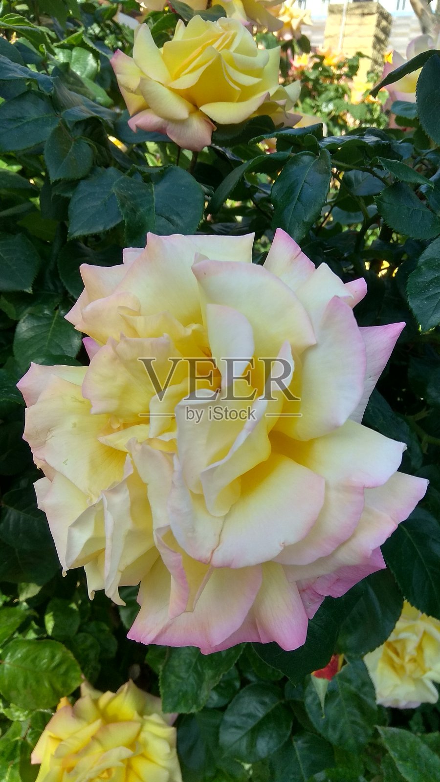 “和平”是一种华丽的三色,黄奶油色,白粉色,与茂密的,有光泽的,深绿色的灌木叶子相映衬。照片摄影图片