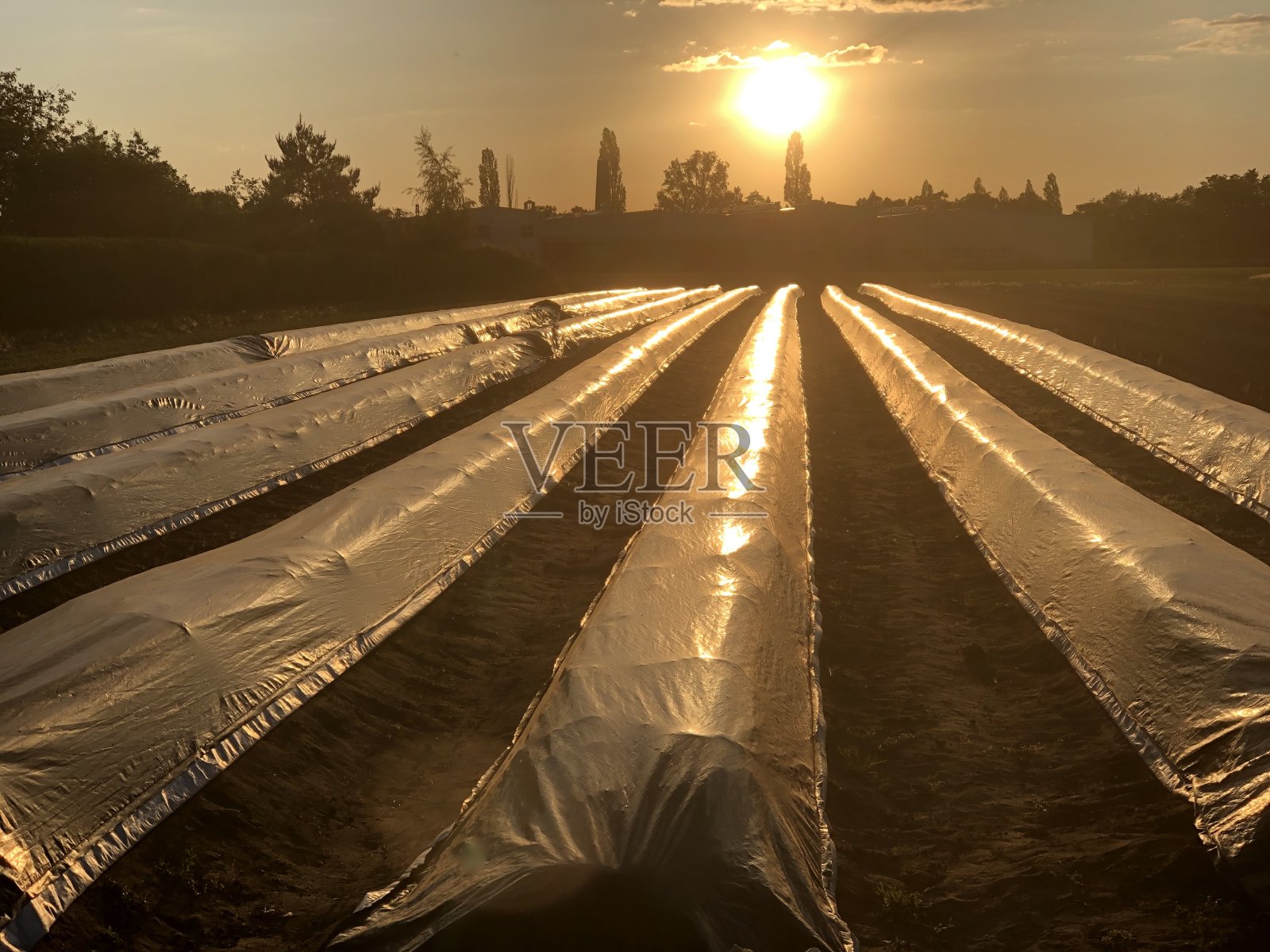 芦笋领域照片摄影图片
