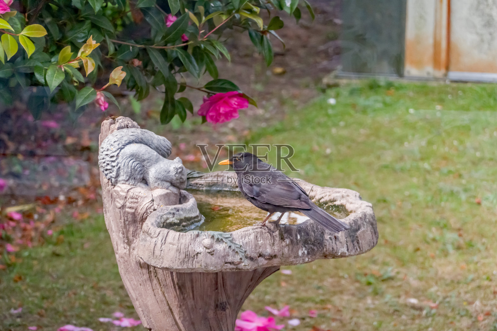 英国花园中一只华丽的水盆上的雄性画眉照片摄影图片