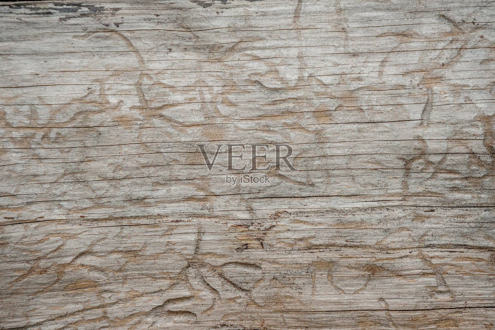 树干表面有凹槽照片摄影图片