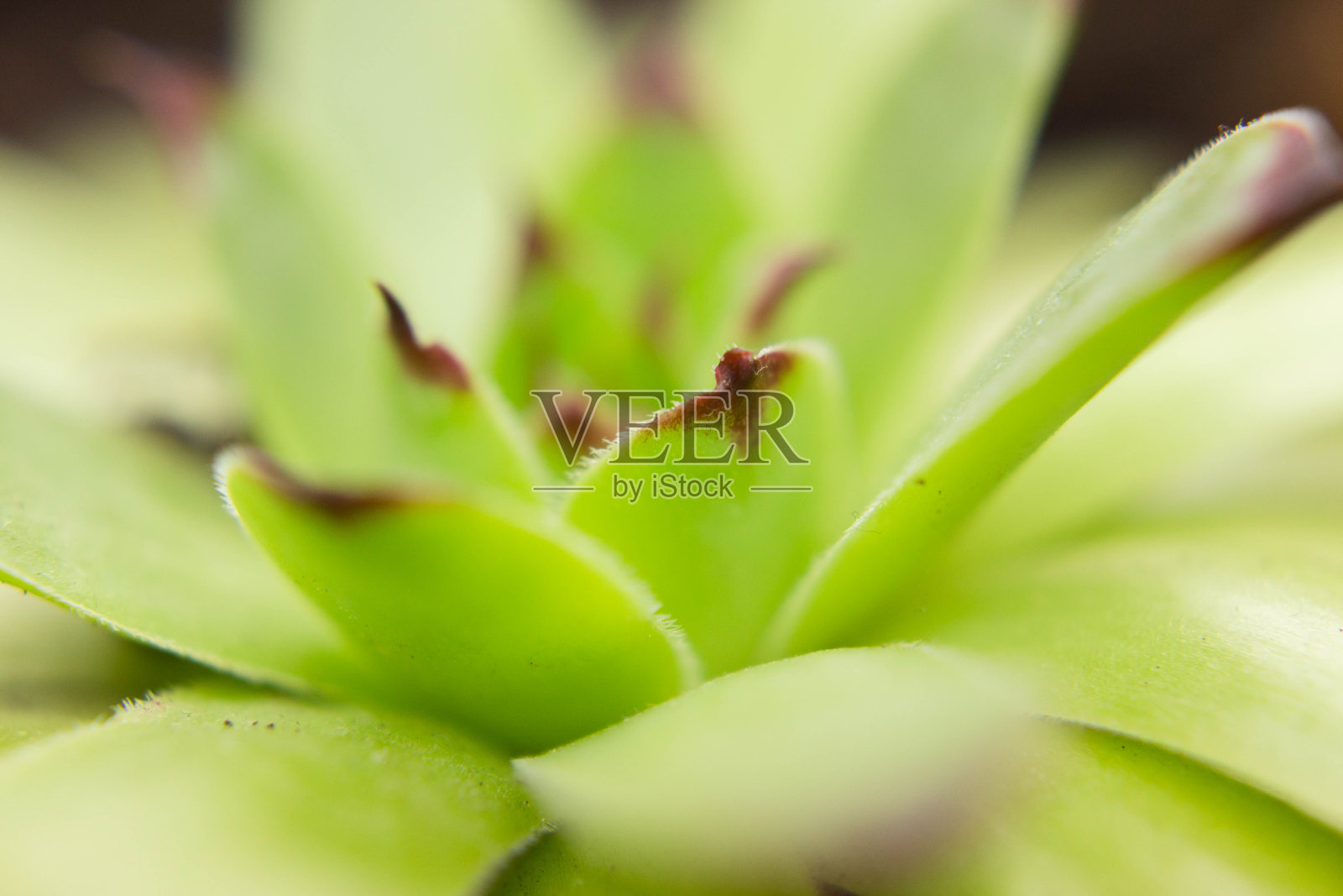 明亮的石灰花特写照片摄影图片