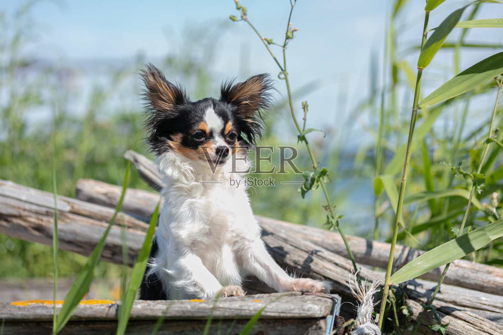 一艘蓝色旧渔船上的吉娃娃照片摄影图片