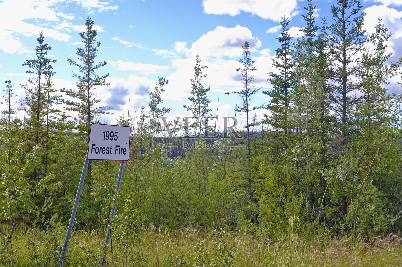 森林火象星座照片摄影图片